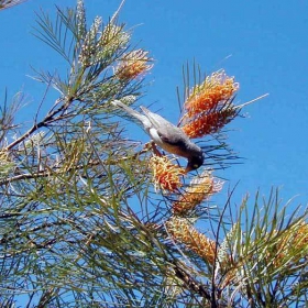 Australia