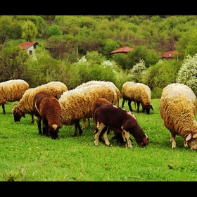 Беееееееез овчар