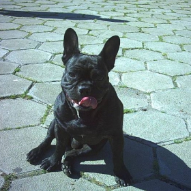 Frenchie doggy