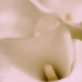 Tender...