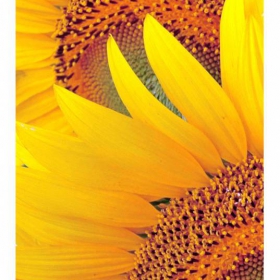 Sunflower...