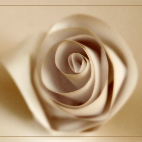 White Paper Rose ...