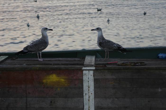 Birds