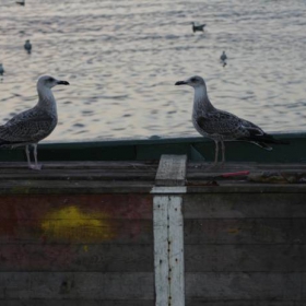 Birds