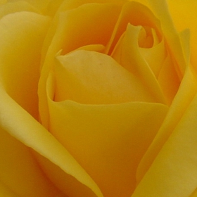 Yellow rose