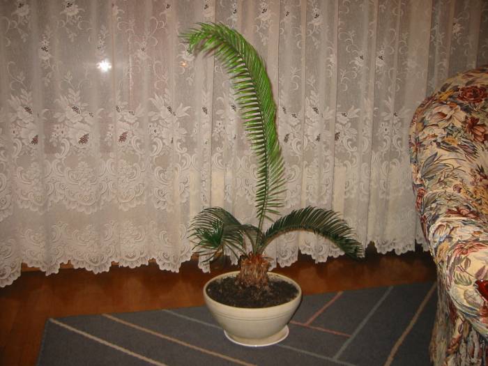 Среден лист