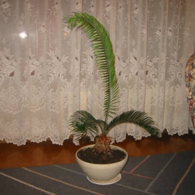 Среден лист