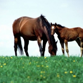 pferd mit kleine