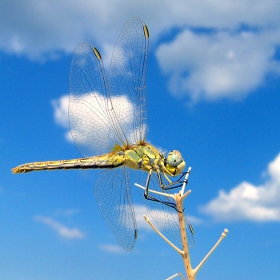 Libellula