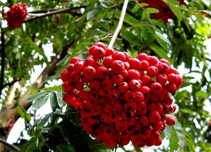 Red in Grean 2