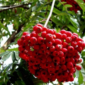 Red in Grean 2