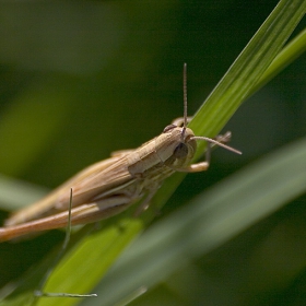 DoF
