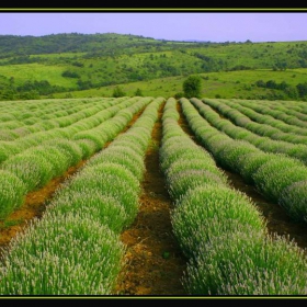 Lavandula