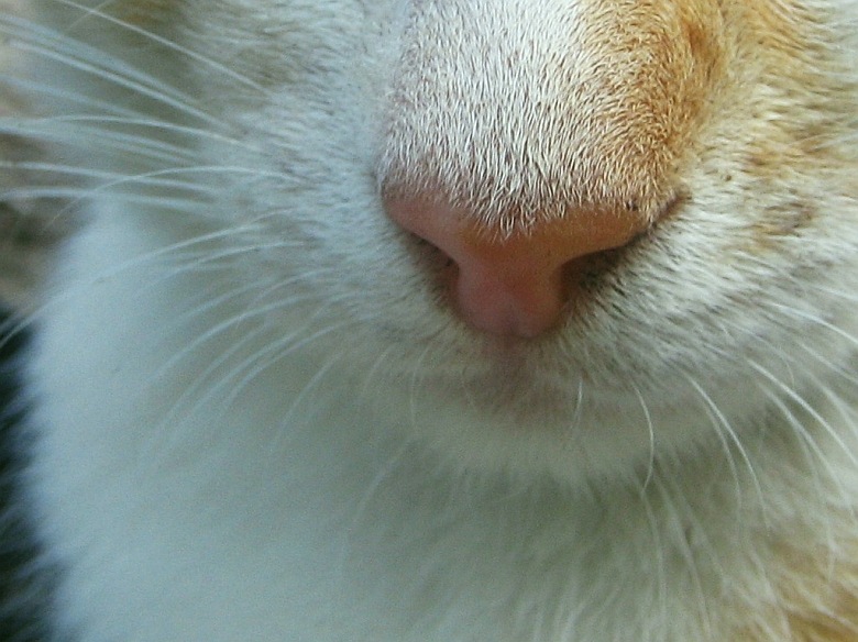 ==T=