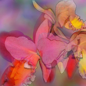 FLO