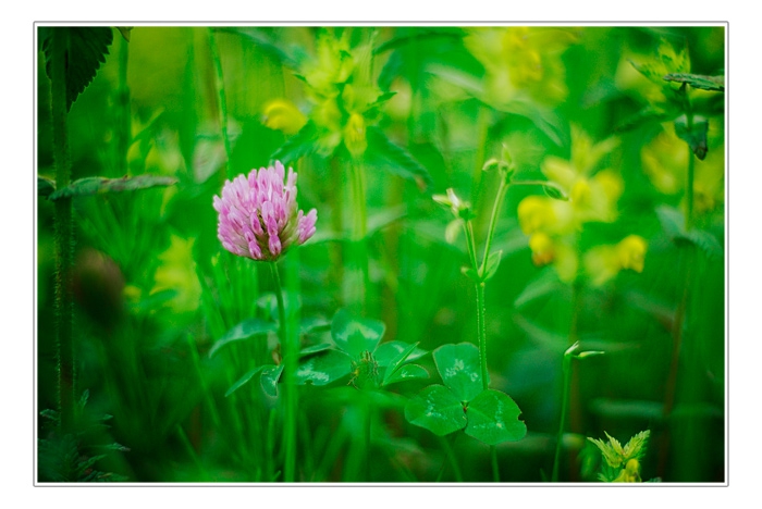 greeny #2