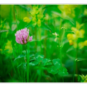 greeny #2