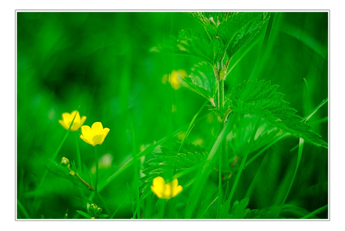 greeny #4