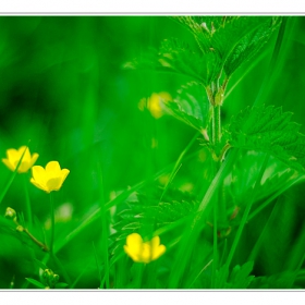 greeny #4