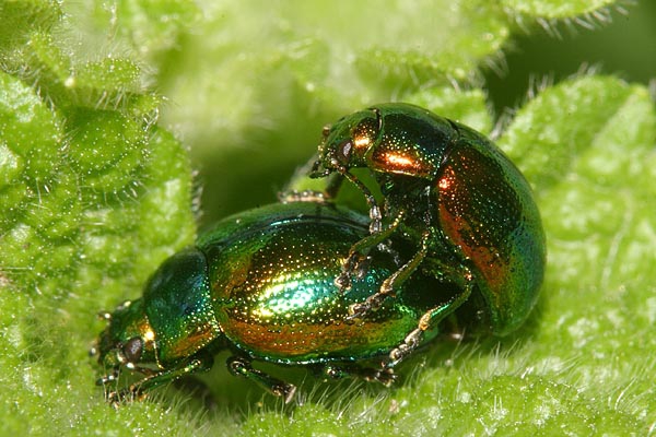 male&female