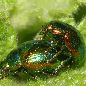 male&female