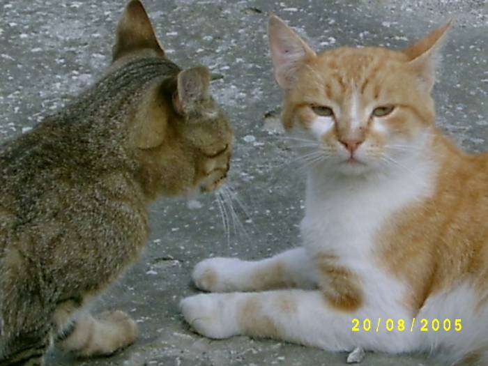 Коте