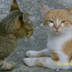 Коте