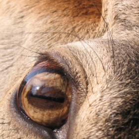 the eye of the deer