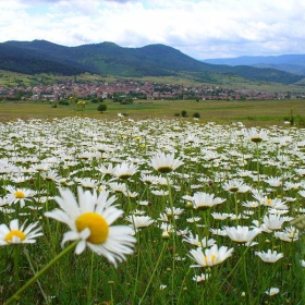 Бялата поляна