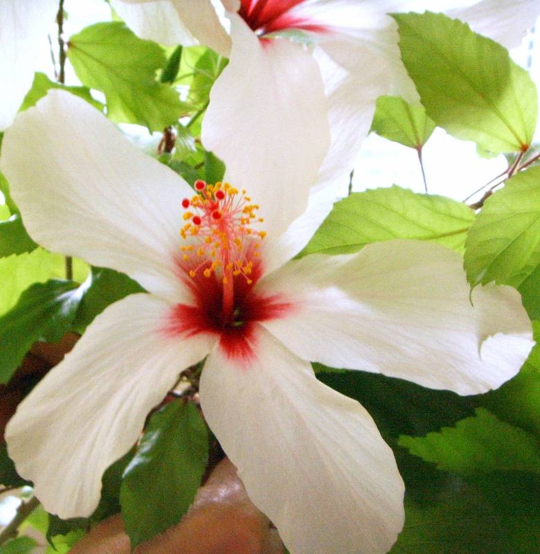China Rose