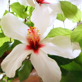 China Rose