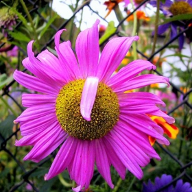 Purple flower