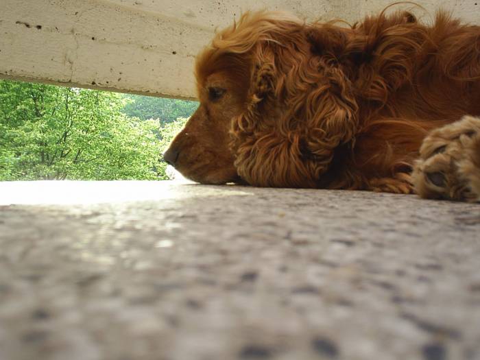misli..