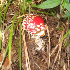 CHERVENA MUHOMORKA  V RILA PLANINA