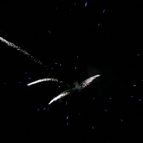 Птицата на 2006