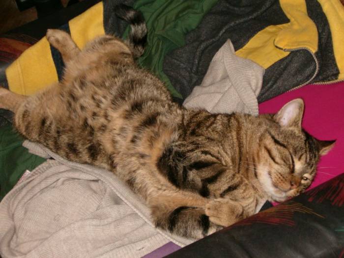 Lazy