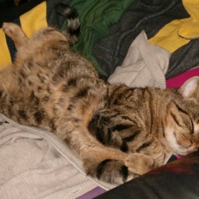 Lazy