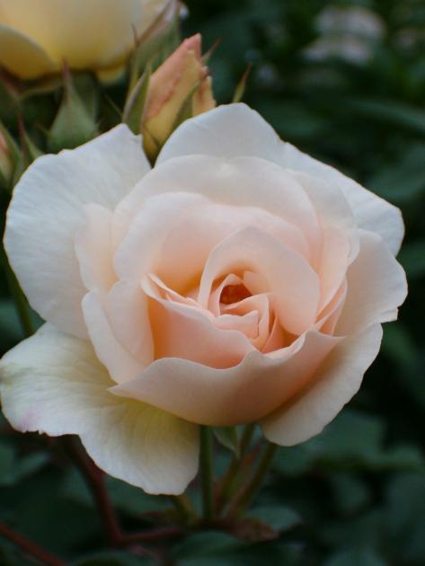 They called me a wild rose...