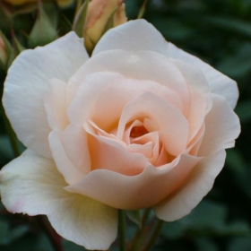 They called me a wild rose...
