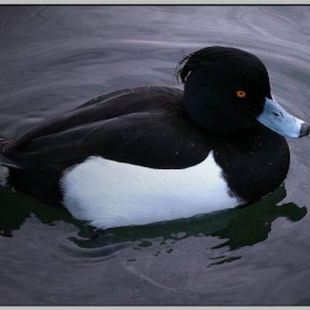.. 'palko matentze' ..
