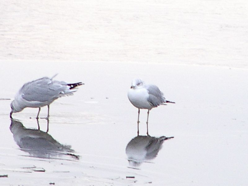 Mirror