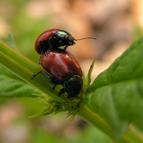 Red Hot Chilli Insects