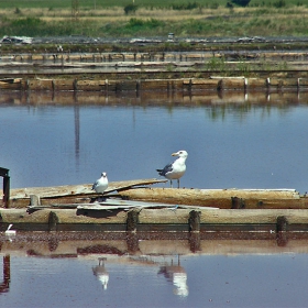 бургаско делнично