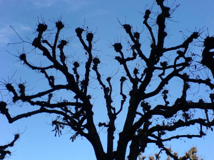bluesky