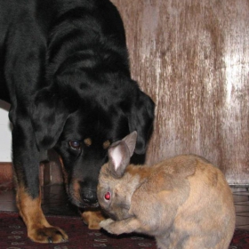 The rabbit and the dog