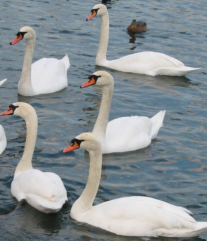 Hungry quintet