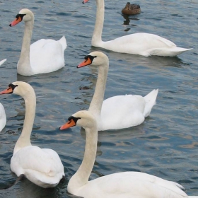 Hungry quintet