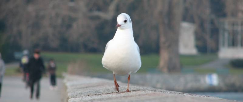 La promenade