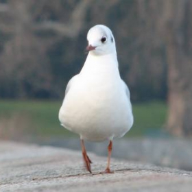 La promenade