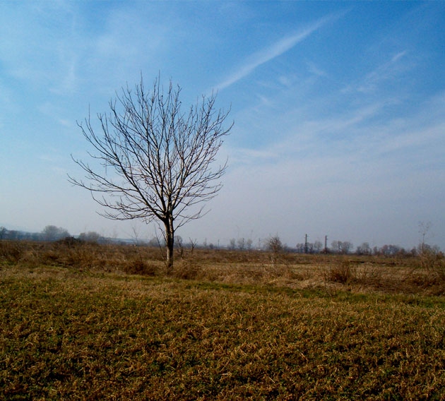 dravche